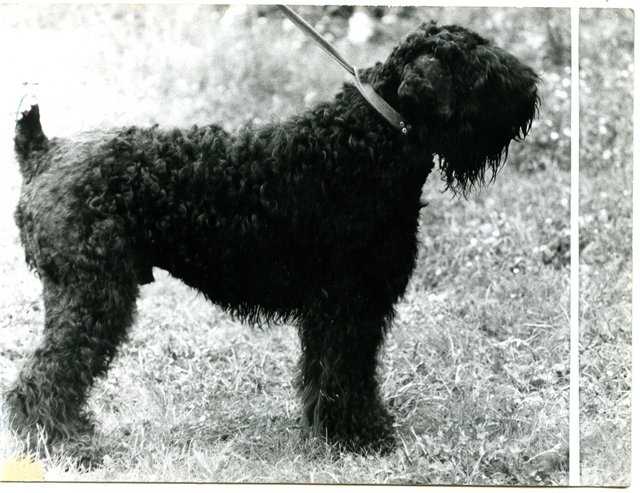 Характеристика собак породы русский черный терьер с отзывами и фото
