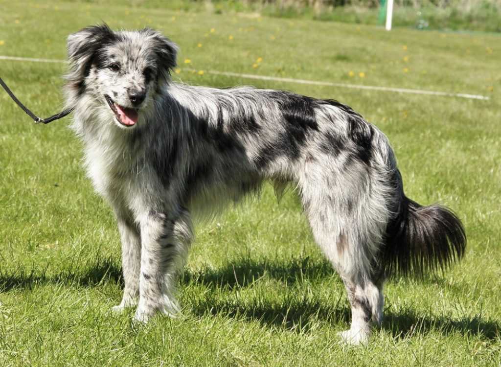 Пастушьи собаки (44 фото): популярные породы с названиями, шотландские и азорские собаки-пастухи, турецкие пастушьи овчарки и другие разновидности
