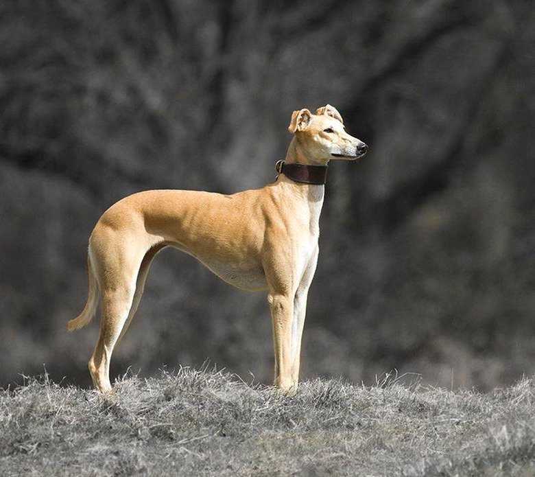 Уиппет собака: описание английской бозой, характеристика породы