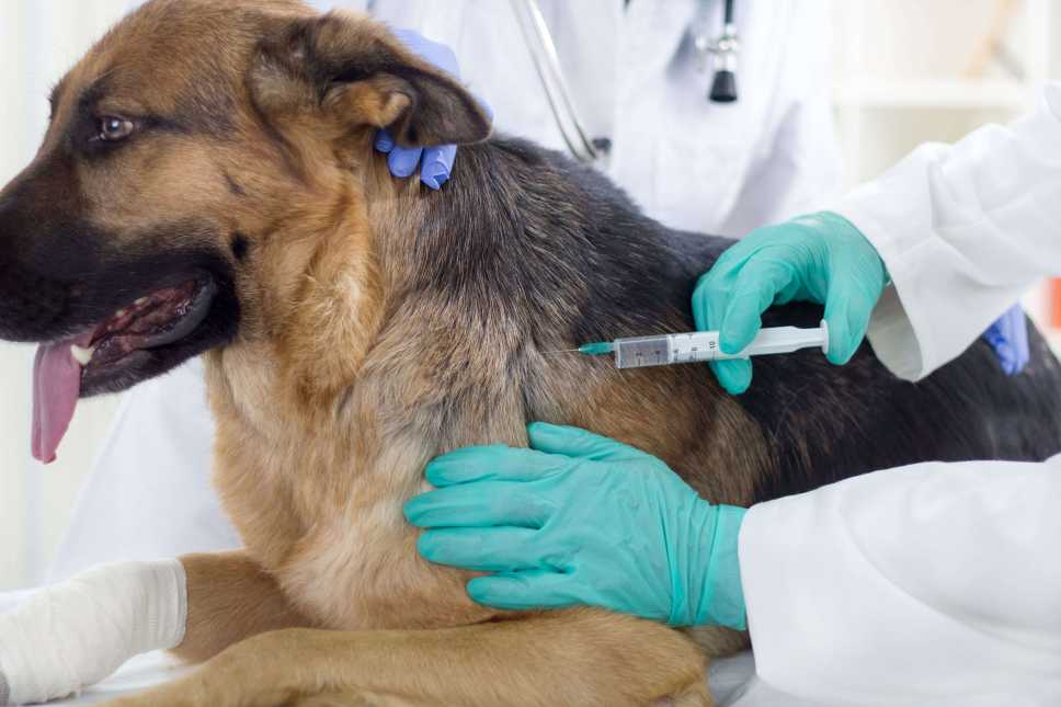 Взятие крови дома собаке: стоимость | анализ, цена, в москве, санкт-петербурге