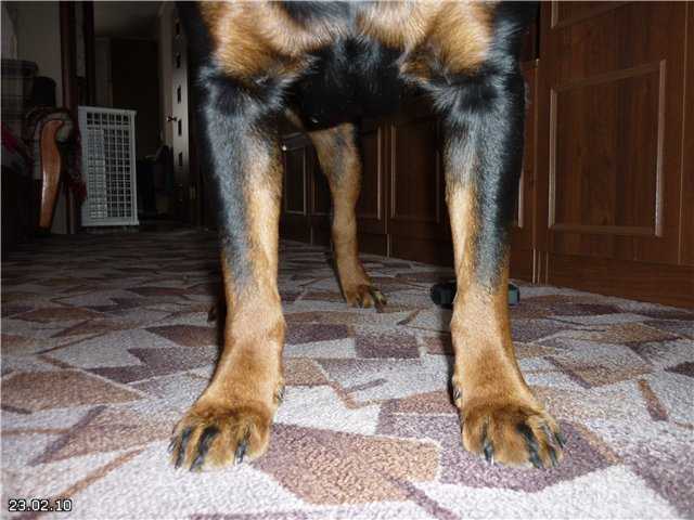 Почему собака хромает на переднюю лапу без видимых повреждений что делать