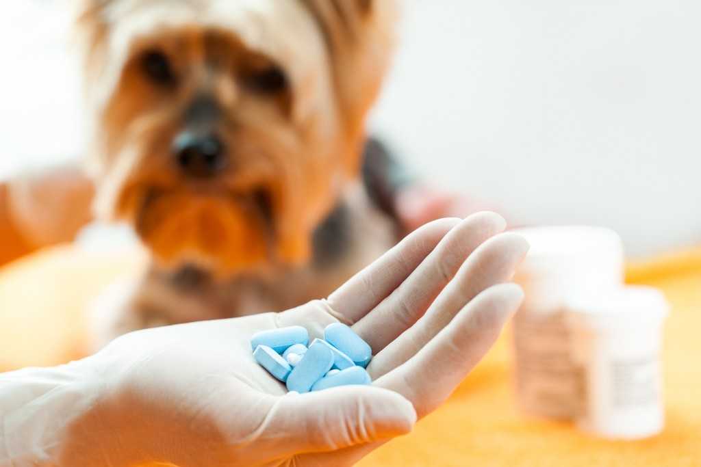 Лечение собак народными средствами