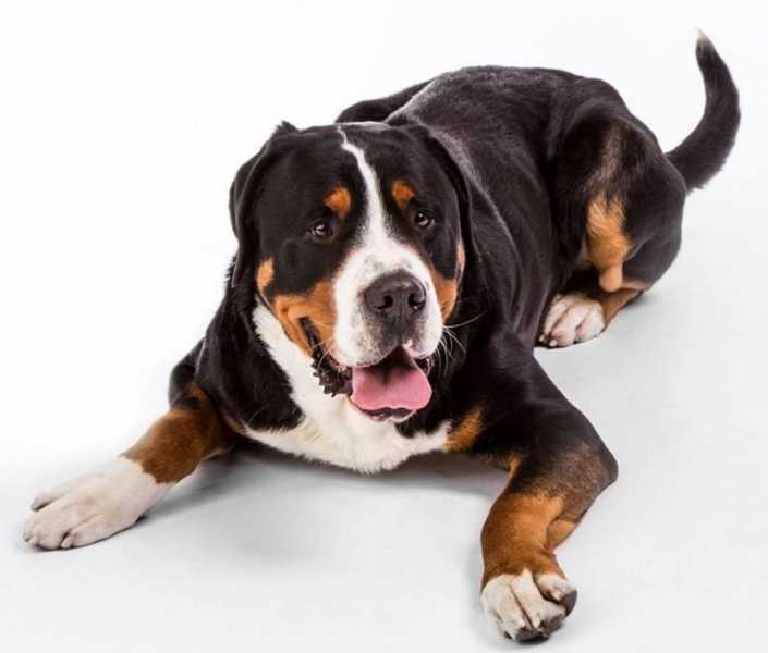 Описание породы собак бернский зенненхунд с отзывами владельцев и фото