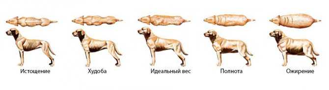 Ветеринарная диета для собак и кошек, прочих животных в россии