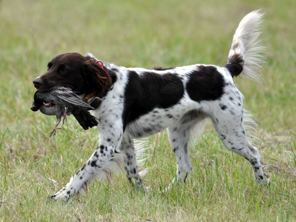 Большой мюнстерлендер: подробное описание породы, фото собак