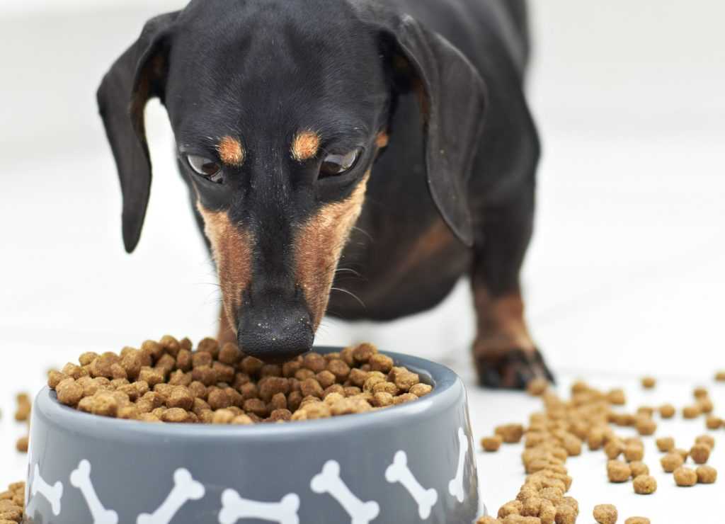 Почему собака не ест сухой корм или перестала его есть, что делать