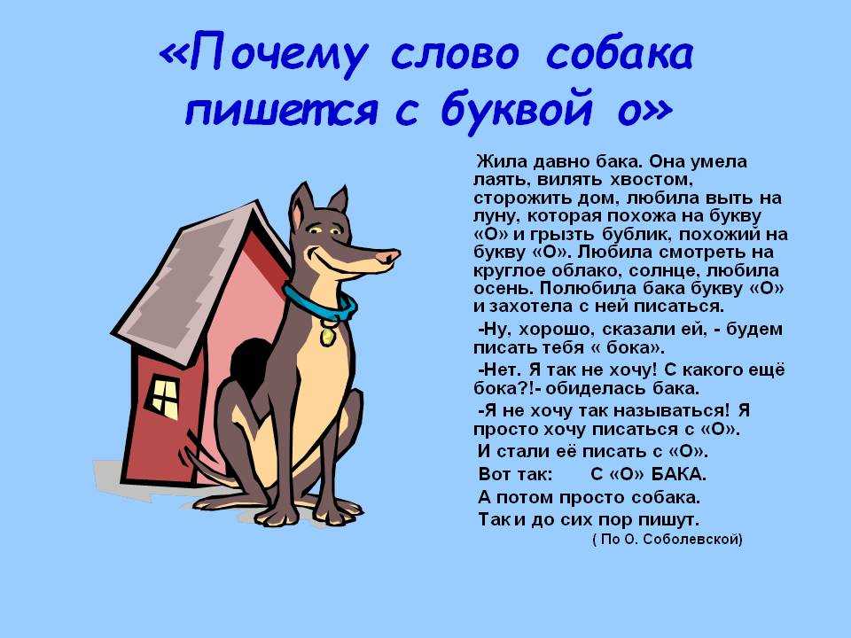 Как отучить собаку лаять дома: почему она гавкает на всех подряд, на прохожих, на других собак, в квартире, без причины, на людей, в пустоту ночью, на улице, на гостей