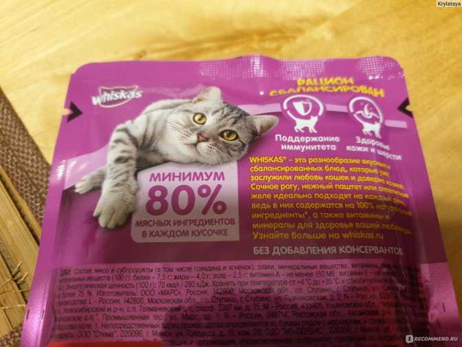 Можно ли кормить британского котенка вискасом для котят