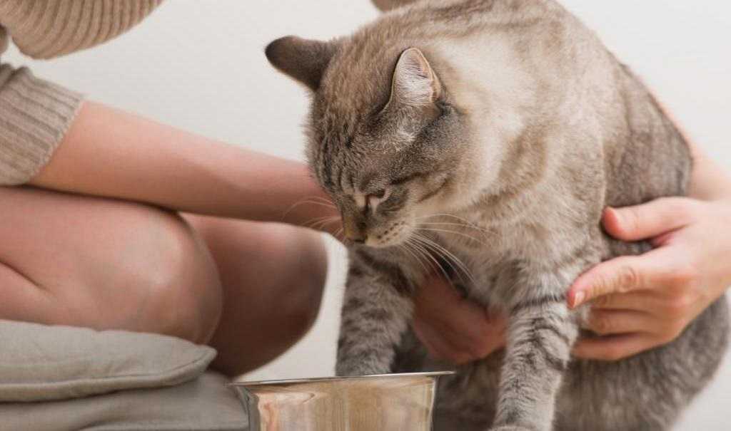 Можно ли кормить кошку кефиром