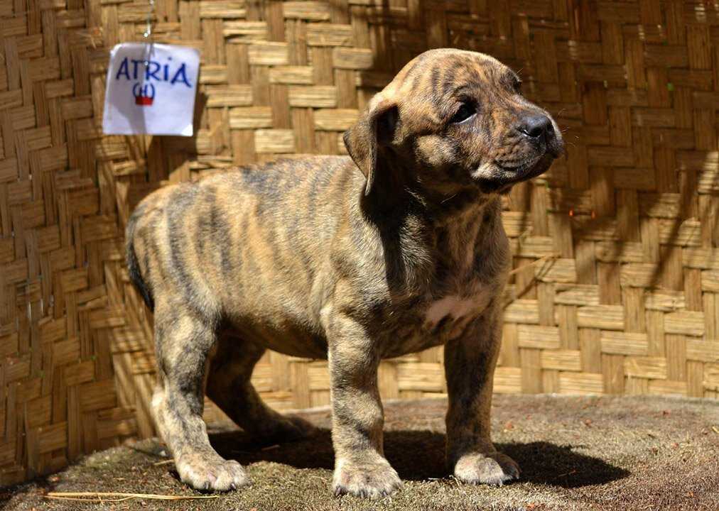 Уругвайский симаррон: описание породы собак с фото и видео