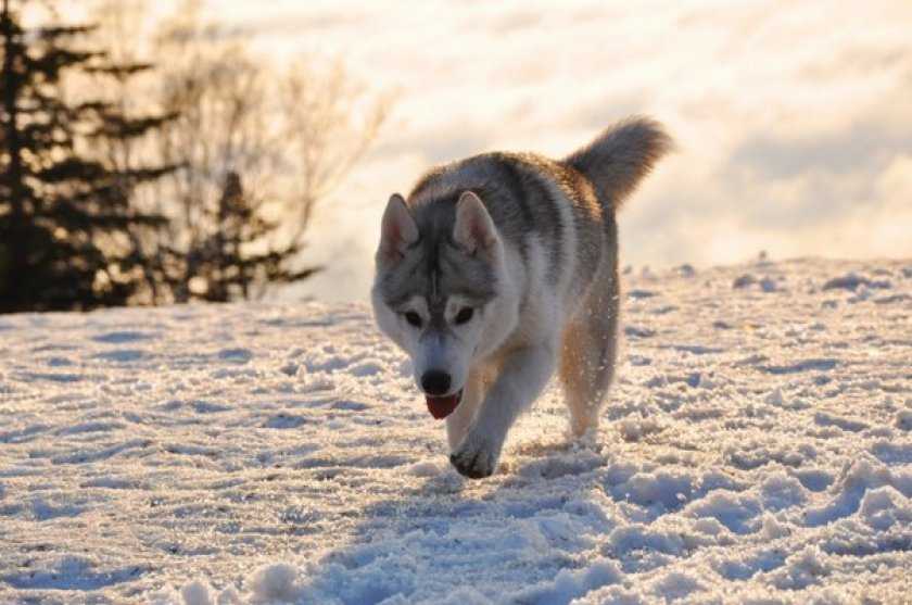 Сахалинский хаски (карафуто-кен) собака: фото, характер