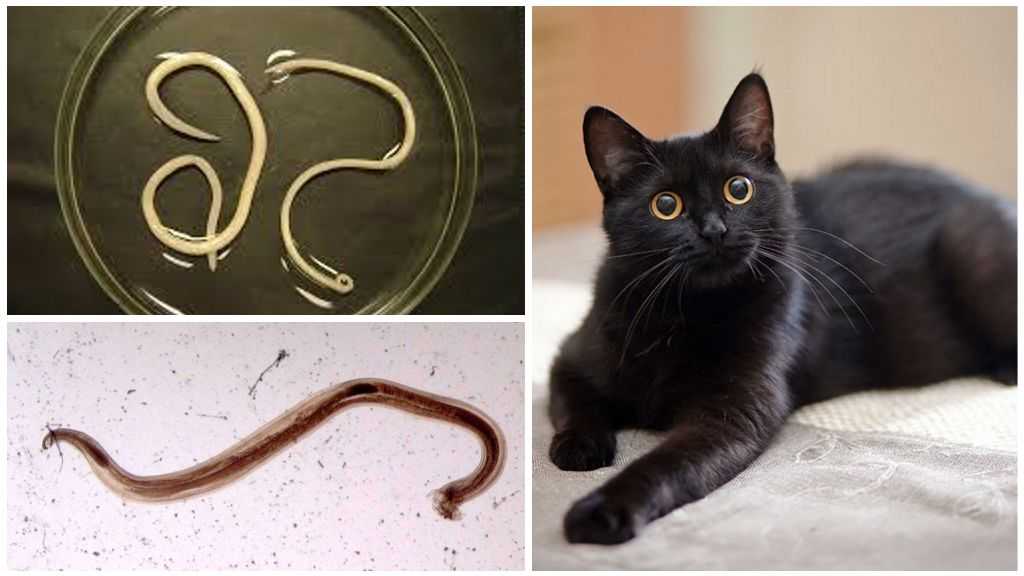 Виды паразитов у кошек