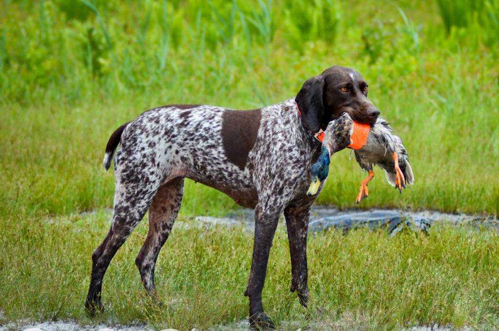 Особенности содержания охотничьих собак | блог ветклиники "беланта"