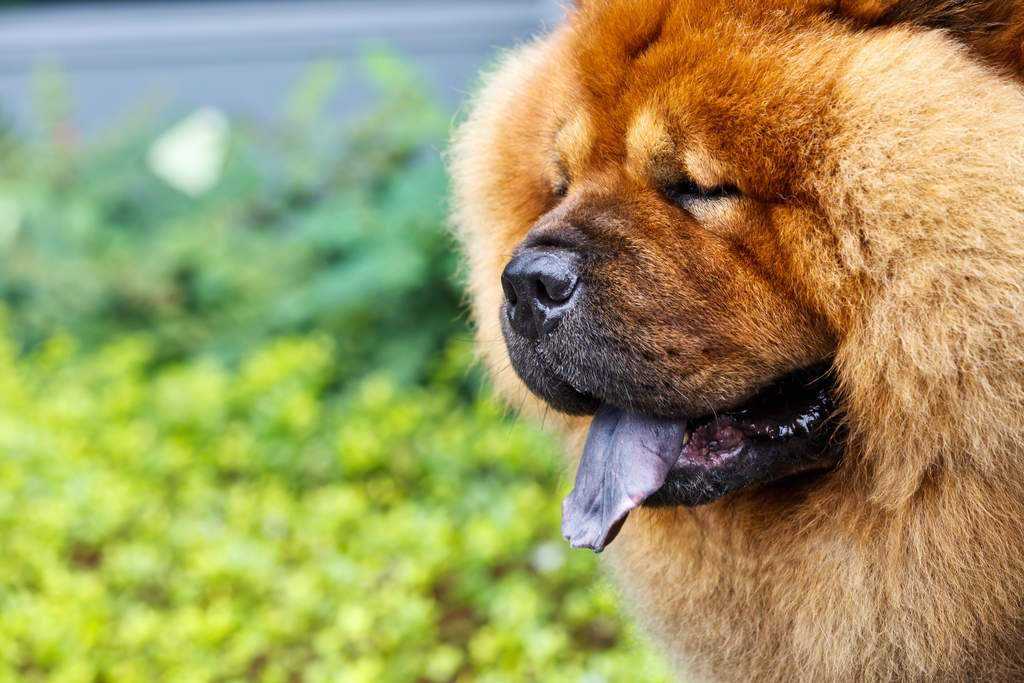 Породы собак с синим языком фотографиями