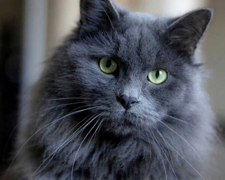 Среди сотни разновидностей домашнего семейства кошачьих особой популярностью пользуются породы кошек с зелеными глазами.
