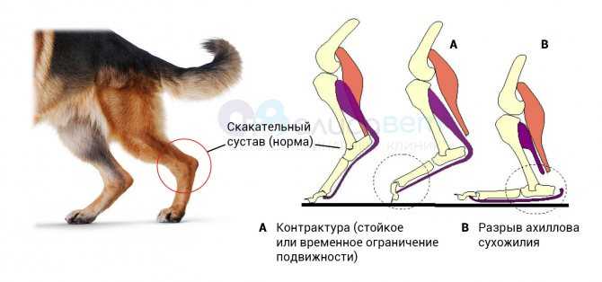 У собаки отказывают задние лапы: причины, лечение и профилактика - kupipet.ru