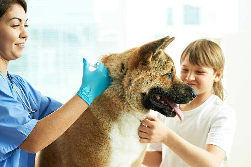 Всё, что нужно знать о прививках для собак: последствия, даты, бренды, мифы