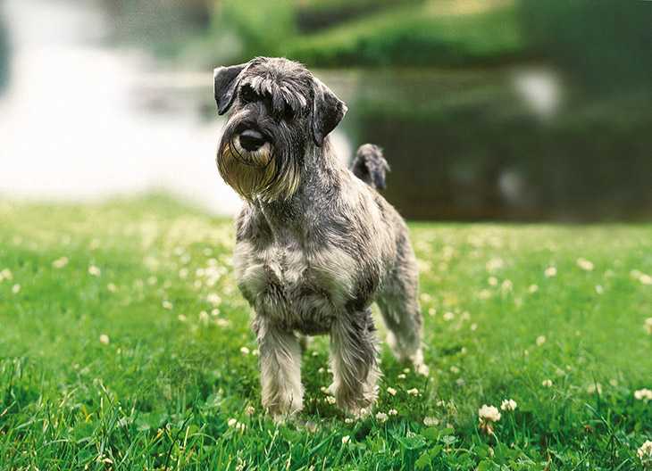 Одни из самых популярных собак – шнауцеры: все разновидности породы с фото