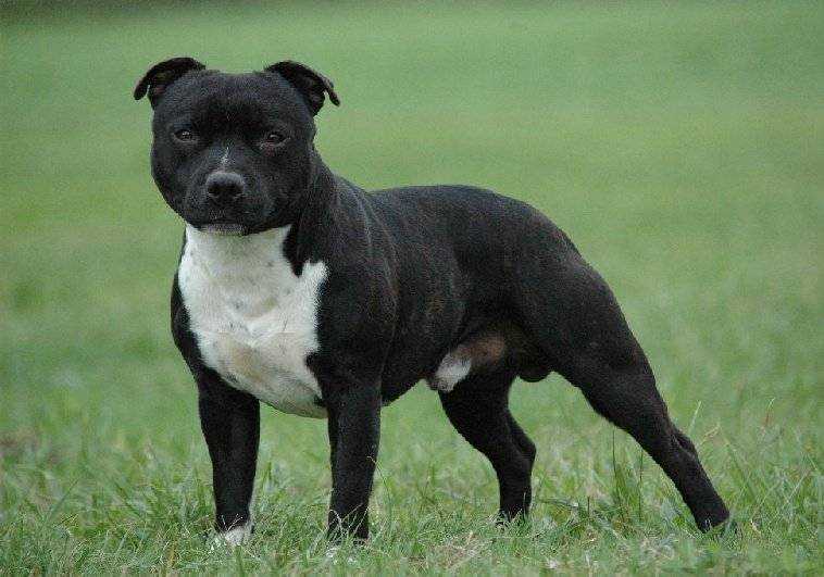 Стаффордширский бультерьер: описание породы, характер собаки и щенка, фото, цена
