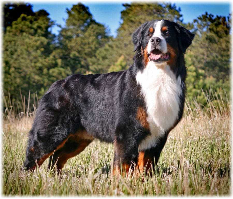 Пастушьи породы собак: фото, список с названиями и описанием
