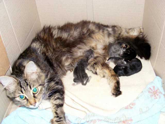 Беременность и роды у кошки