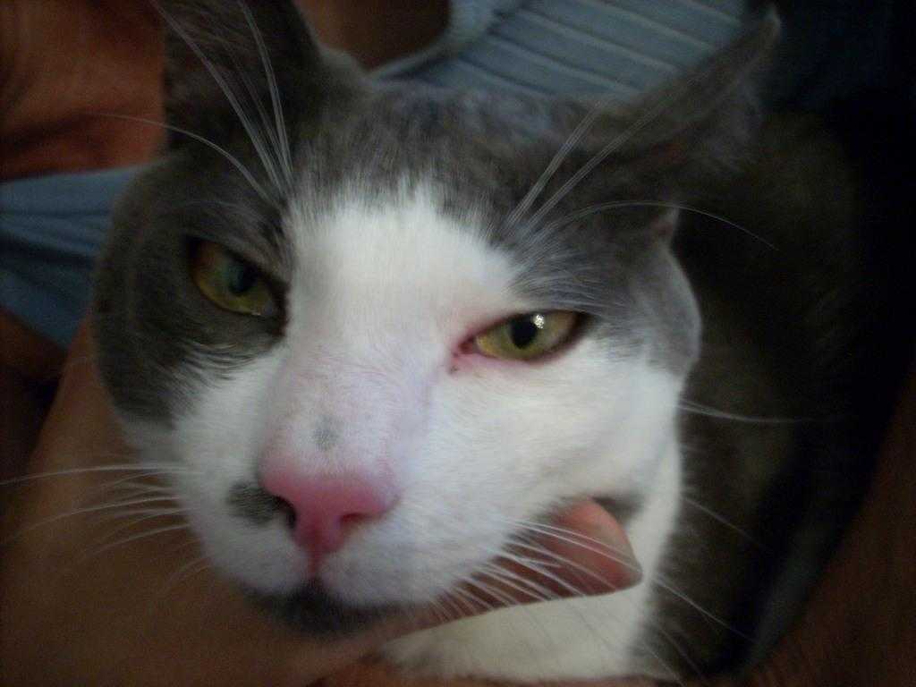 Выделение из глаз и носа у кошек — лечение, профилактика
