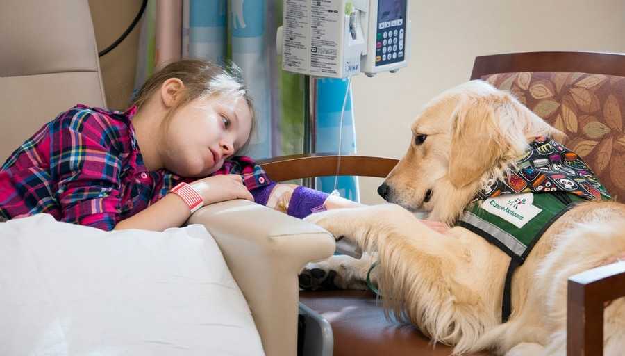 Способы передачи и профилактика заболеваний, передающихся от собаки к человеку | блог ветклиники "беланта"