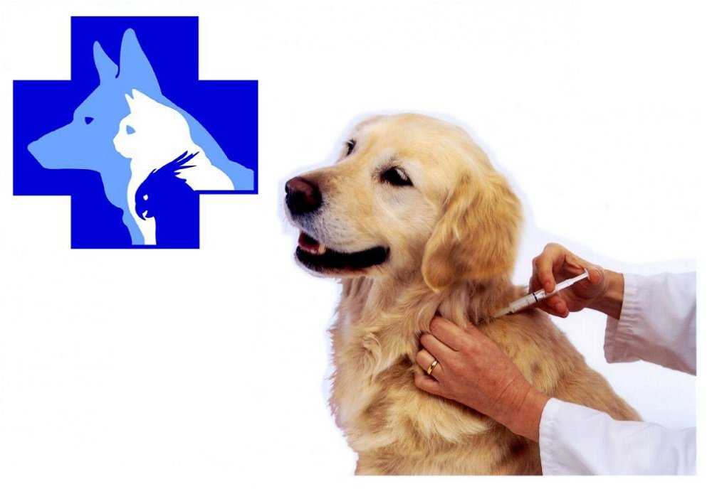 Прививки собакам