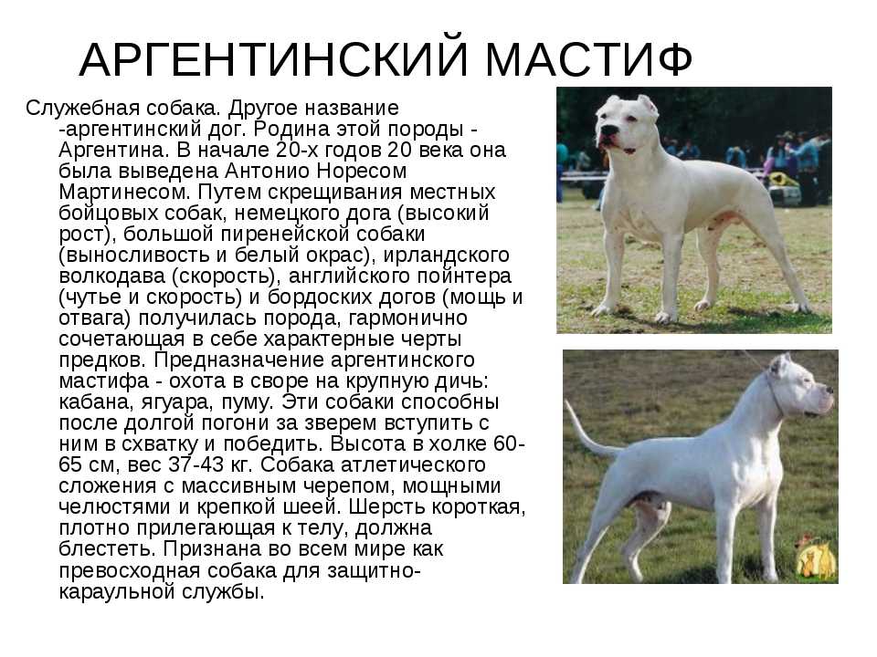 Чинук — уход, описание породы и характер собаки. нюансы выбора и воспитания (115 фото + видео)
