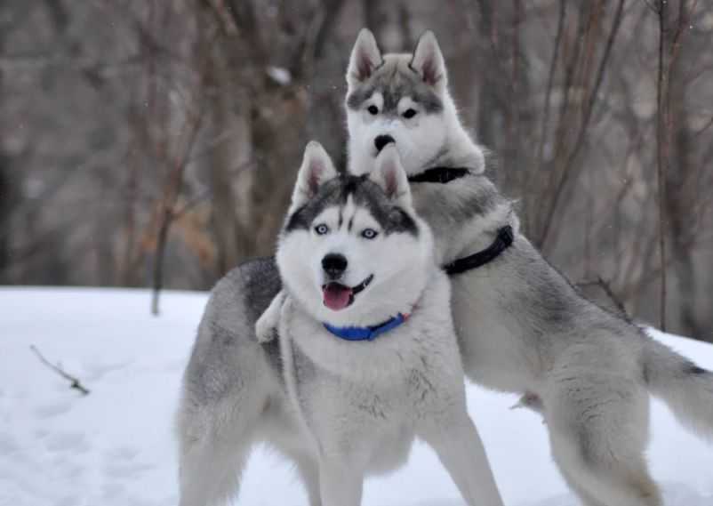 Сахалинский хаски (карафуто-кен) — порода собаки