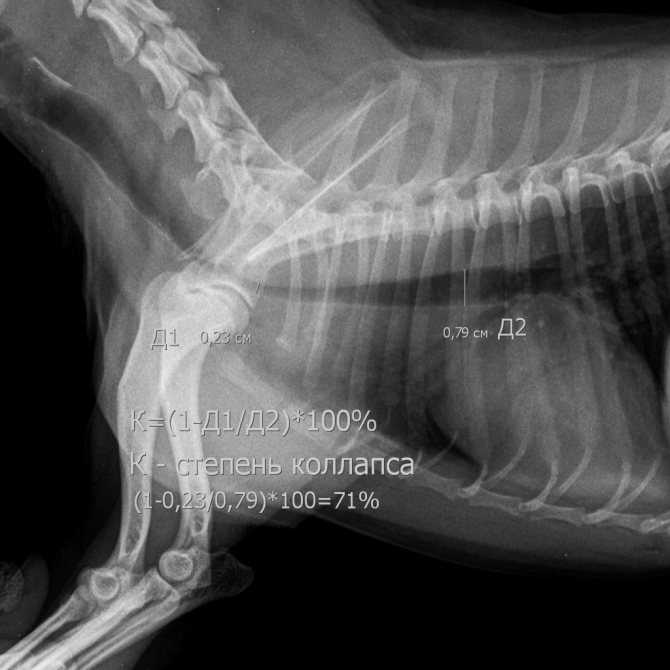 Коллапс трахеи у собак - как снять приступ, симптомы, лечение в москве. ветеринарная клиника "зоостатус"