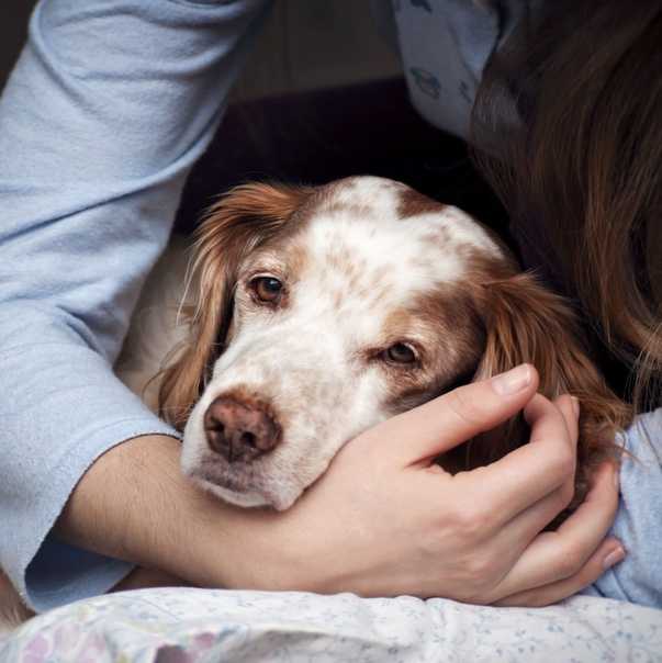 Идиопатический вестибулярный синдром у собак | hill's pet