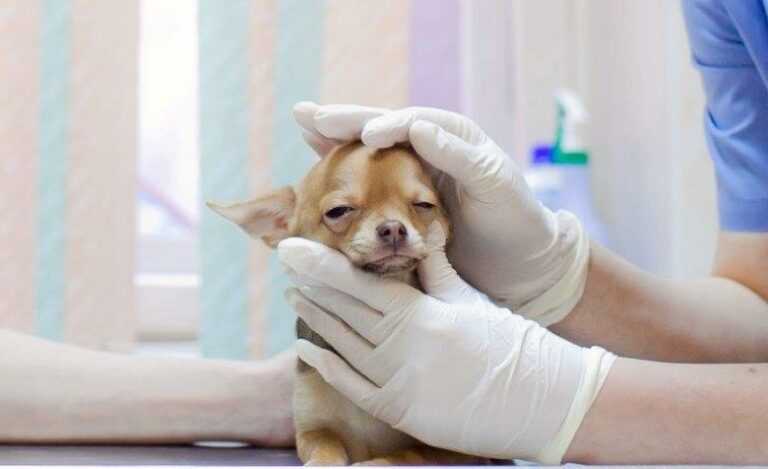 Болезни глаз у собак: симптомы, лечение, советы ветеринара