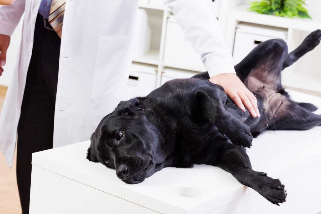 Стрижка когтей собаке: 4 этапа домашней процедуры