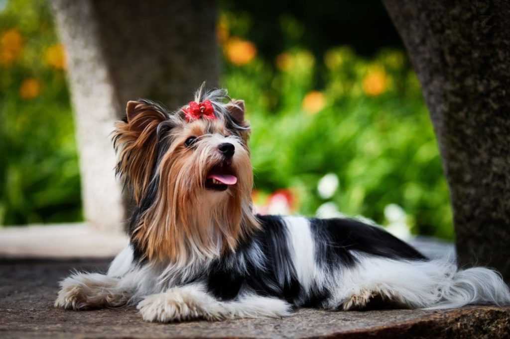 Порода собак йоркширский терьер – особенности характера и содержания