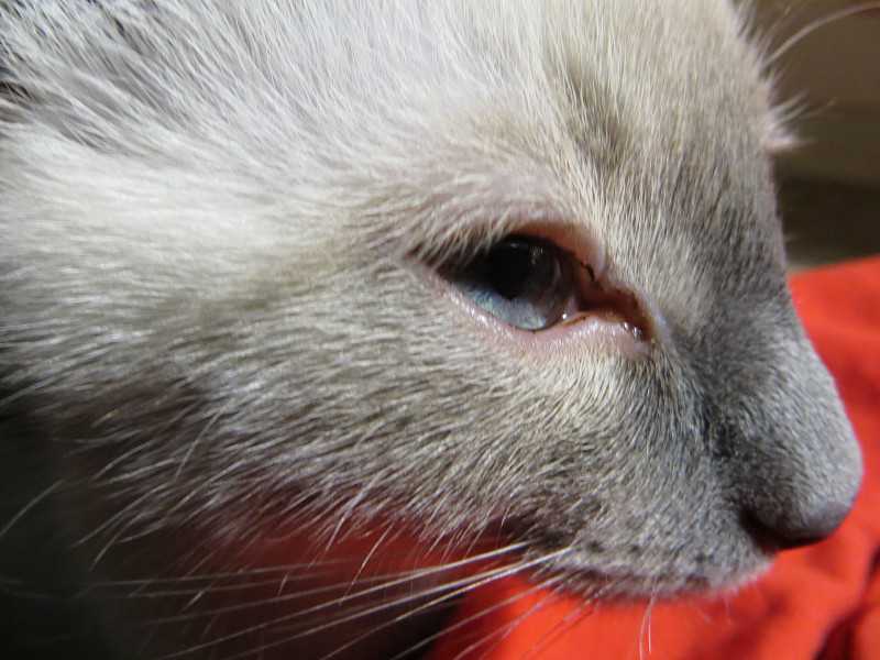У кошки гноятся глаза - как и чем выделения из глаз у котов