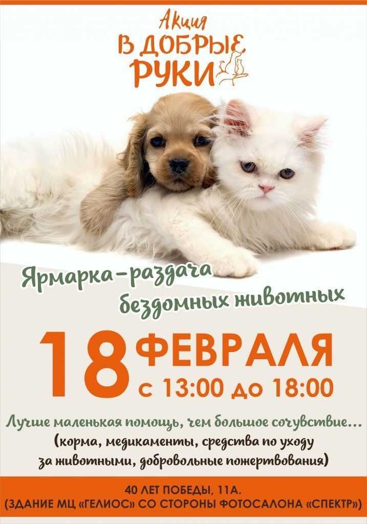 Муниципальные и частные приюты для собак и кошек в москве и московской области