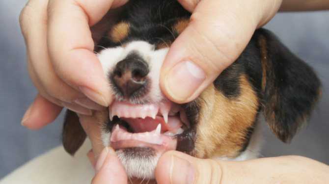 Сколько зубов у собаки и как за ними ухаживать