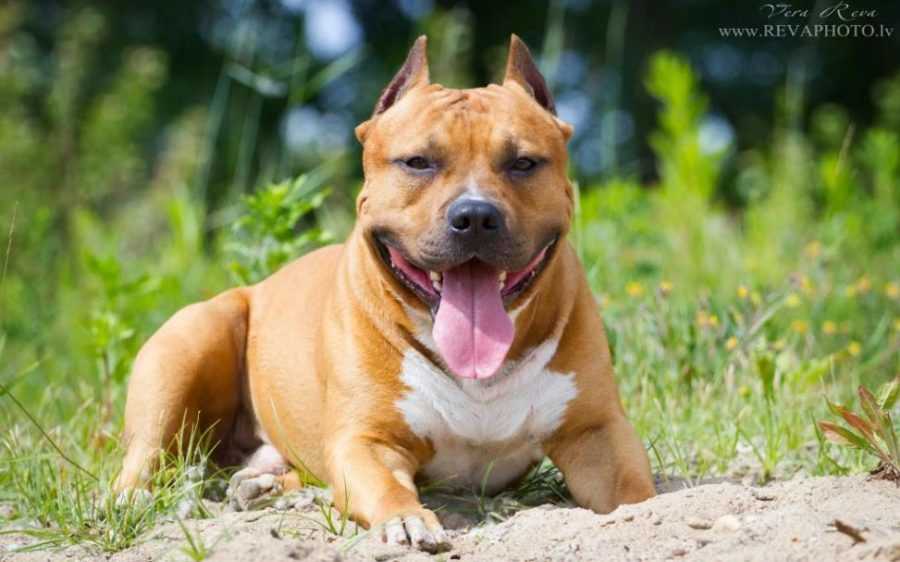 Американский стаффордширский терьер собака. описание, особенности, уход и цена породы