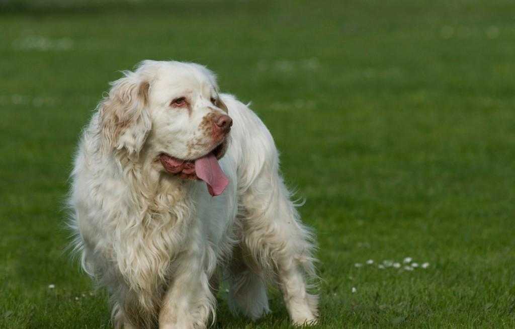 Кламбер спаниель: описание породы и характера собаки, содержание и уход