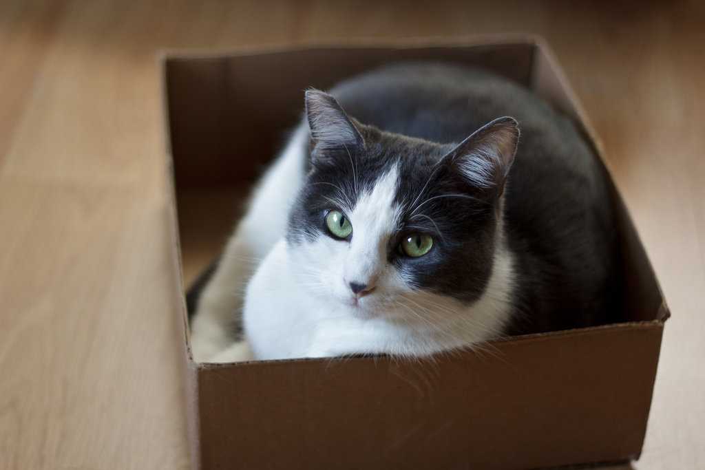 Почему кошки любят коробки и пакеты? ответы эксперта