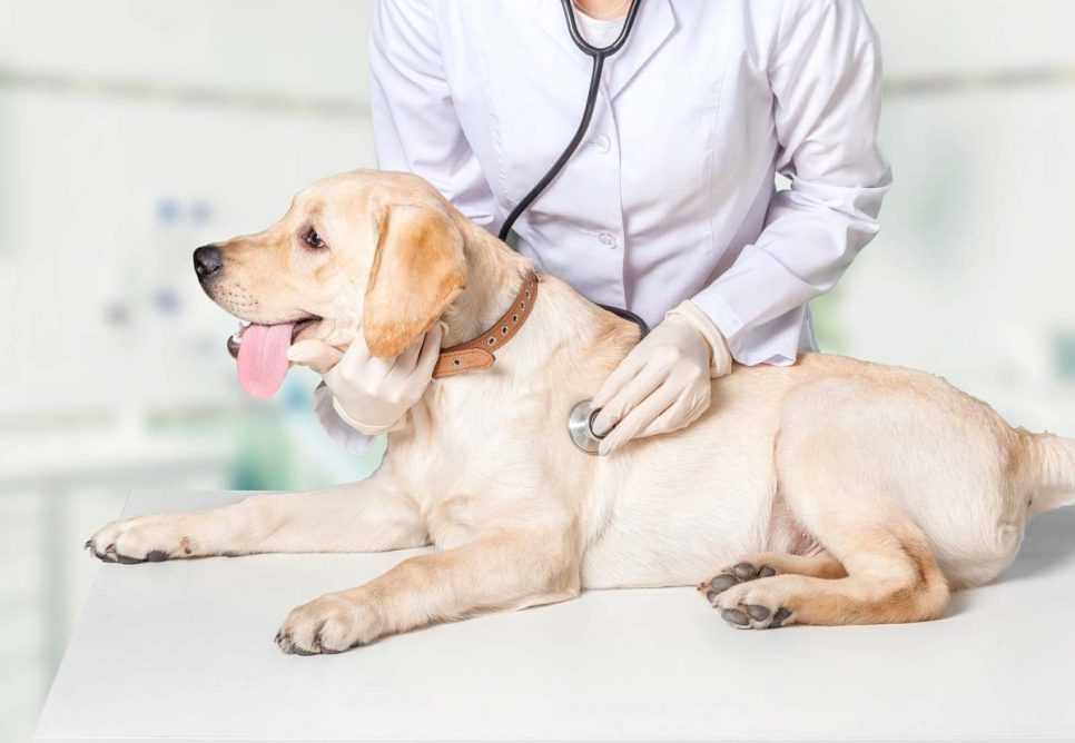 Асцит у собак: симптомы и лечение | блог ветклиники "беланта"