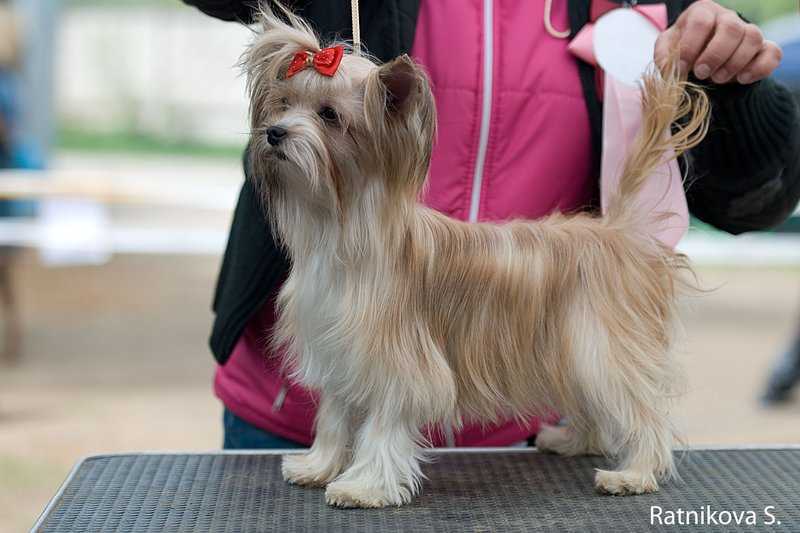 Русская салонная собака – описание - окружающий мир вокруг нас