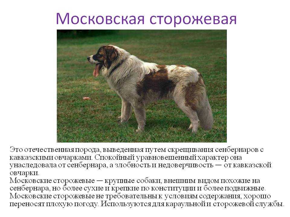 Московская сторожевая: характеристика внешнего вида и описание характера, особенности содержания и фото породы