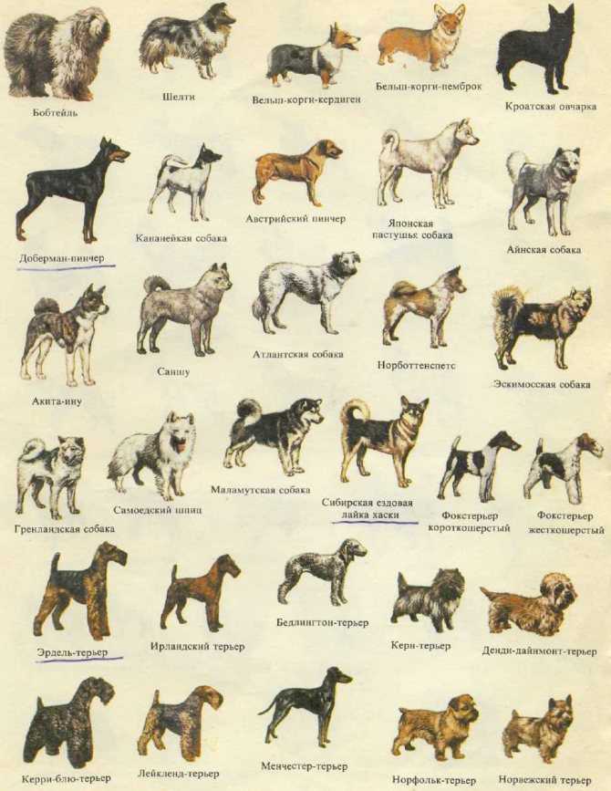 Сколько пород собак официально существует?