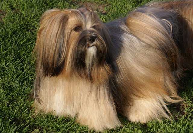 Характеристика собак породы лхаса апсо с отзывами и фото