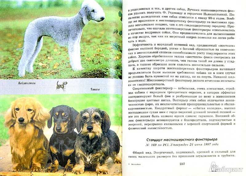 Коикерхондье (коикер, голландский спаниель): о породе собак с фото и видео