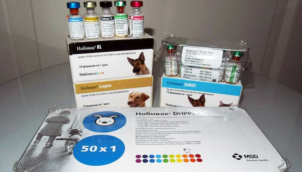 Вакцина каниген для собак: инструкция и показания к применению, отзывы, цена