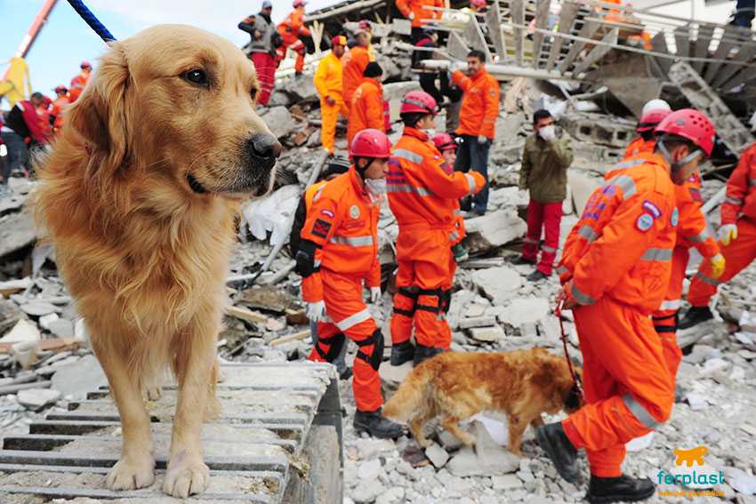 Породы собак-спасателей | блог ветклиники "беланта"