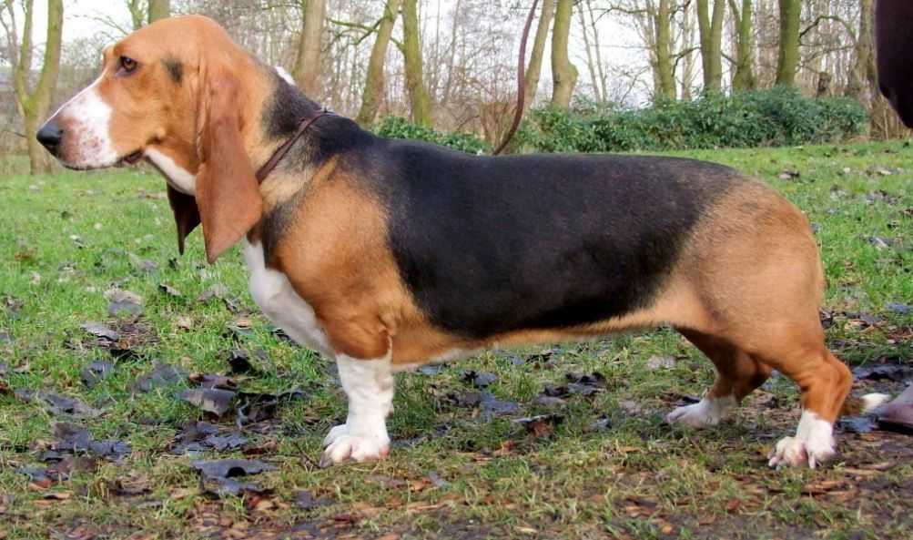 Артезиано-нормандский бассет: характеристики породы собаки, фото, характер, правила ухода и содержания